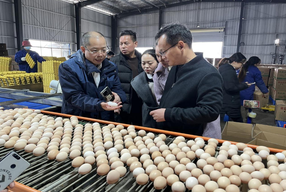 天柱县蛋鸡养殖：乡村振兴的 “金翅膀”